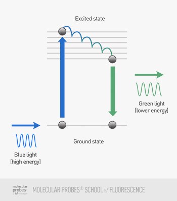 illustration showing an electron's energy change as green fluorescence is emitted from blue incident light illustration showing an electron's energy change as green fluorescence is emitted from blue incident light