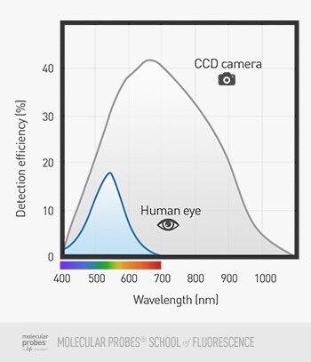diagram comparing light detection capabilities of the human eye with those of a CCD camera diagram comparing light detection capabilities of the human eye with those of a CCD camera
