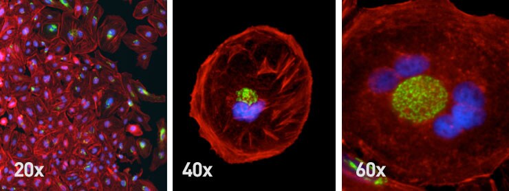 fluorescently stained cells fluorescently stained cells