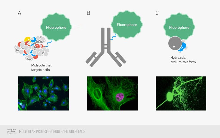 single fluorophore produced as different protein, antibody, and chemical salt versions single fluorophore produced as different protein, antibody, and chemical salt versions