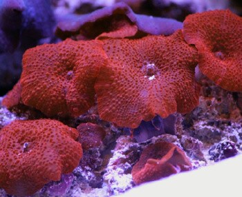 underwater photograph of red coral underwater photograph of red coral