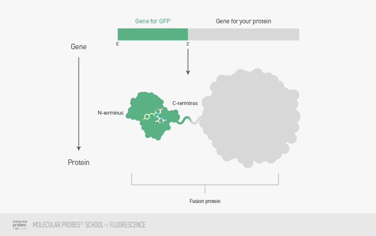 3 prime end of of the fluorescent protein gene to produce a final protein 3 prime end of of the fluorescent protein gene to produce a final protein