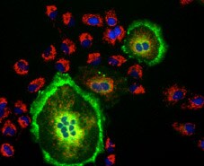 field of stained cells field of stained cells