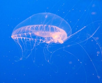 jellyfish containing fluorescent body structures jellyfish containing fluorescent body structures