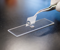 scientist applying a coverslip to a sample on a glass slide using forceps scientist applying a coverslip to a sample on a glass slide using forceps