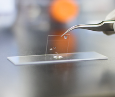 scientist applying a coverslip to a sample on a glass slide using forceps scientist applying a coverslip to a sample on a glass slide using forceps
