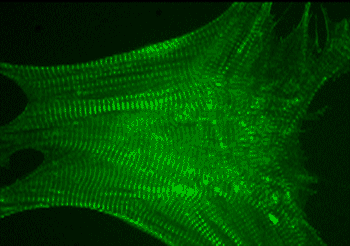 video showing contractions in mouse cardiomyocytes video showing contractions in mouse cardiomyocytes
