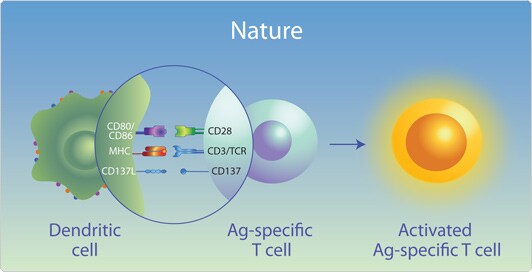 Ag-specific T cell expansion in nature Diagram showing how Ag-specific T cells activate and expand after receiving specific stimuli in nature by CD80/CD86, MHC, and CD137L
