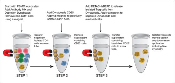 diagram.par.55905.image.560.267.1.tregs-isolation-jpg Isolating Tregs from PBMC in three steps with Dynabeads