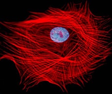 细胞骨架结构染色图 细胞骨架结构染色图