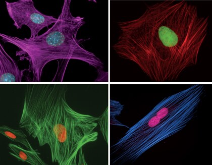 Fixed, permeabilized bovine pulmonary artery endothelial cells visualized using components of the Invitrogen SelectFX Nuclear Labeling Kit and Alexa Fluor phalloidin conjugates Staines Nuclei and F-actin