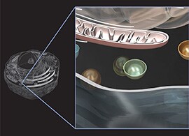 Endosome Structure Schematic of cell structure with expanded view of an endosome