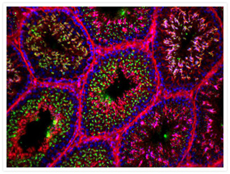 Mouse testis cross section Microscopic image of tissue stained with green lectin spermatozoa, red actin, blue nuclei