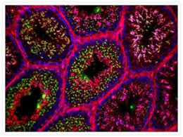 Lectin staining Microscopic image of cells stained with green lectin spermatozoa, red actin, and blue nuclei