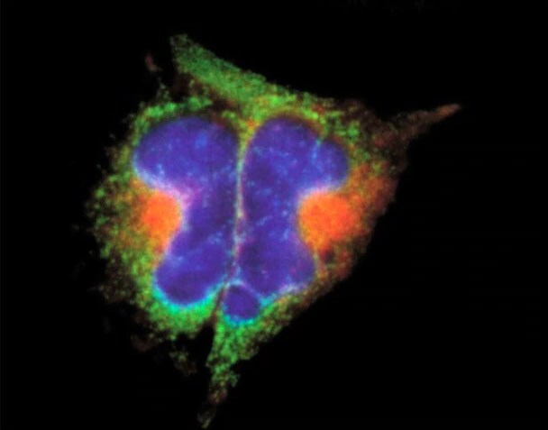 Lectin-stained cells Microscopic image of cells stained with green concanavalin A lectin, orange wheat germ agglutinin lectin, and blue nuclei
