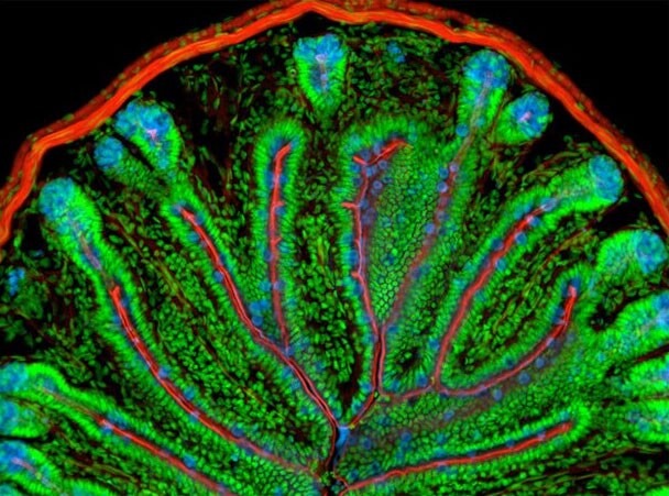 Mouse cross-section Microscopic image of tissue stained with blue wheat germ agglutinin lectin, red actin, and green nuclei