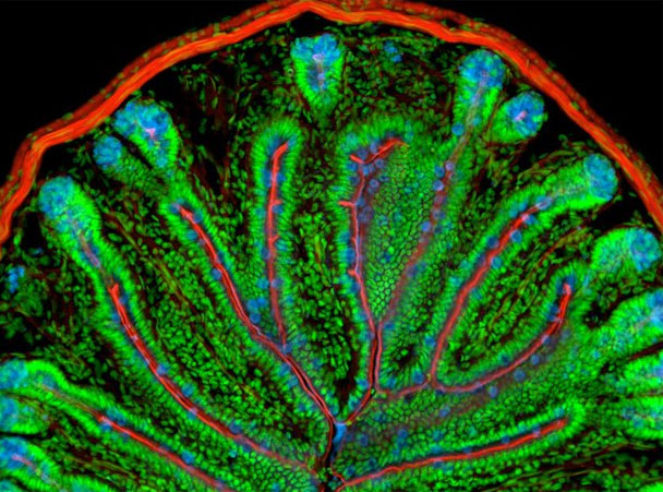 Mouse cross-section Microscopic image of tissue stained with blue wheat germ agglutinin lectin, red actin, and green nuclei