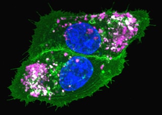 采用Qtracker示踪探针、荧光染料和CellLight荧光蛋白进行多色分析 采用Qtracker示踪探针、、荧光染料和CellLight荧光蛋白进行多色分析