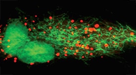 荧光蛋白标记法:用 CellLight Nucleus-GFP 荧光蛋白转导的猪原代骨骼肌细胞 荧光蛋白标记法:用CellLight Nucleus-GFP 荧光蛋白转导的猪原代骨骼肌细胞