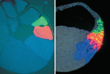 Lineage tracing in embryo Xenopus laevis embryo injected with green, red, and blue dextran conjugates