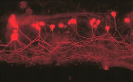 Secondary motor neurons in brain Spinal cord neurons labeled with red dextran conjugates