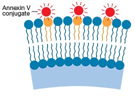 膜联蛋白V(Annexin V)染色 Annexin v 染色:具有绿色和橙色荧光的凋亡细胞的显微镜视图