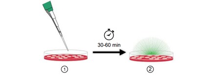 cellevent-3-7-protocol-image cellevent-3-7-protocol-image