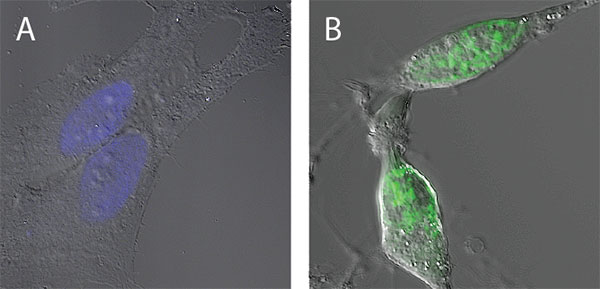 Caspase 3/7 staining brightfield and fluorescent overlay of cells with nuclei stained with blue or green fluorescence