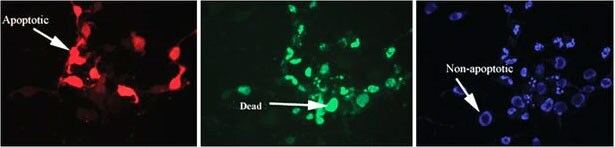 Image-iT-LIVE-Red-Poly-Caspase-Detection-Kit-615x147 Image-iT-LIVE-Red-Poly-Caspase-Detection-Kit-615x147