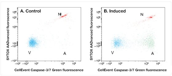 flow plots for apoptosis bivariant flow plot showing apoptosis in drug-treated cells (right) versus control cells (left)