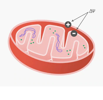 线粒体膜电位示意图 线粒体膜电位示意图