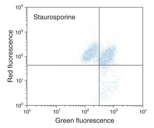 线粒体膜电位的JC-1分析(C) 四个双变量流式细胞术图显示了在缬氨霉素、星形孢菌素或两者诱导后细胞群的不同变化(与对照相比)。