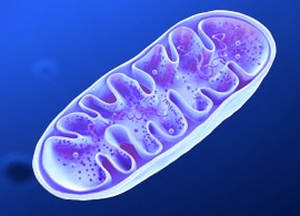 线粒体功能检测 线粒体功能检测