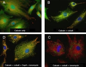 用Image-iT LIVE线粒体转换孔检测试剂盒染色的BPAE细胞 用Image-iT LIVE线粒体转换孔检测试剂盒染色的BPAE细胞