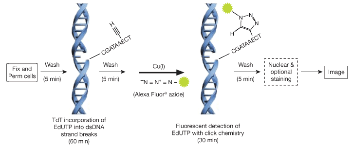 Click-iT TUNEL assay EdUTP 掺入 DNA 后连接染料或生物素叠氮分子,并加入可选复染剂