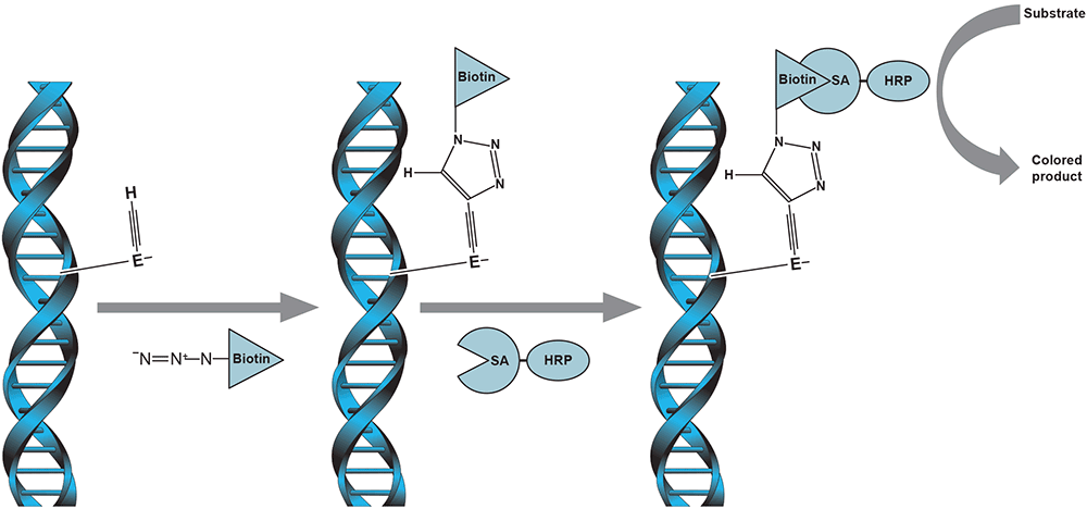 Click-iT TUNEL colorimetric IHC kit schematic of EdUTP incorporation into DNA followed by biotin azide attachment, binding of streptavidin-peroxidase to biotin and color development with DAB addition