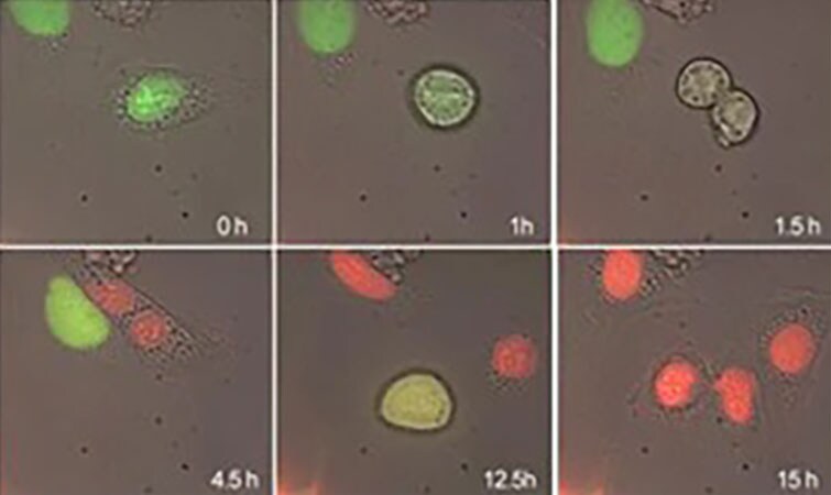FUCCI Cell Cycle microscopy data 6 panel microscopy images. 0 hr cells are green. See yellow/green fluorescent cells over time. 45 hr all are red fluorescent