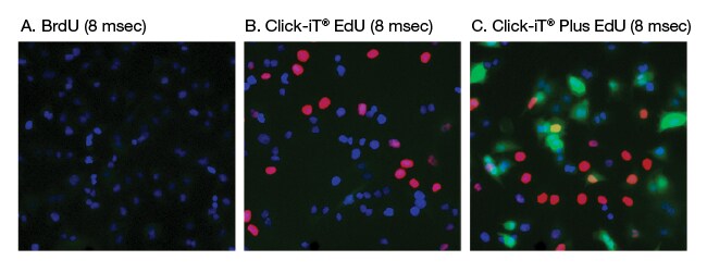 Results from proliferation study microscopic views of fluorescence staining after BrdU, Click-iT EdU and Click-iT Plus EdU treatment