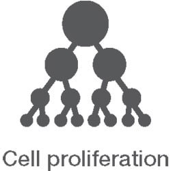 细胞增殖检测 细胞增殖检测