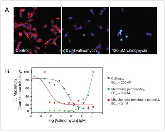 HCS检测线粒体试剂盒 在药物处理细胞中,结果显示绿色的死细胞、红色的线粒体膜电势和蓝色的细胞核;以及其EC50值图