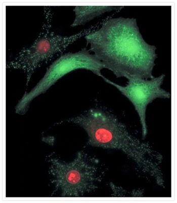 LIVE/DEAD 细胞活性检测 | Thermo Fisher Scientific - CN