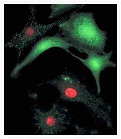 LIVE/DEAD染色试剂盒用于细胞活力检测-赛默飞 | Thermo Fisher Scientific - CN