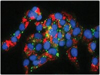 细胞毒性检测 细胞毒性细胞