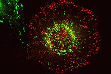 CellLight 早期/晚期内体荧光蛋白 内吞作用和胞饮作用