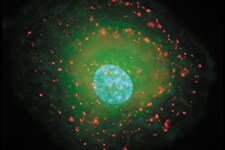 内吞作用和胞饮作用 染色的BPAE细胞