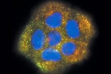 配体内化 配体内化