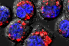 phagocytosis-no-wash 吞噬作用