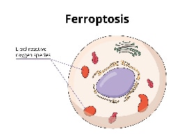 哺乳动物细胞示意图 哺乳动物细胞示意图