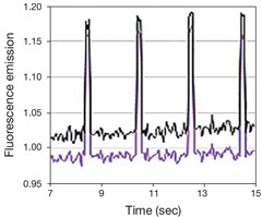 FluoVolt 膜电位染料 FluoVolt 膜电位染料