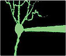 钠离子指示剂 钠离子指示剂